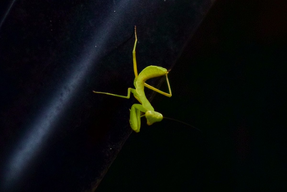 syu74hr's tweet image. 車にちっちゃいカマキリおった
#カマキリ