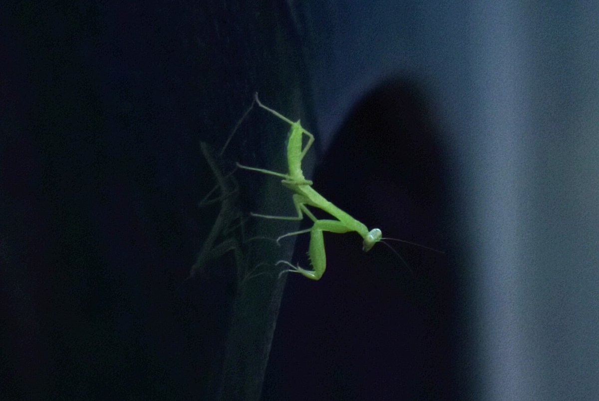 syu74hr's tweet image. 車にちっちゃいカマキリおった
#カマキリ