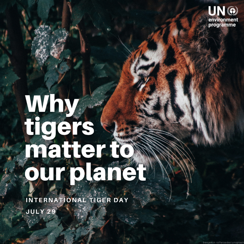 UNEP's tweet photo. Tigers are critical for sustaining diverse &amp; healthy forest ecosystems.  But #ClimateChange, habitat loss, poaching, and human-wildlife conflicts are causing a decline in their populations.

On #InternationalTigerDay, here is why we need to protect them.