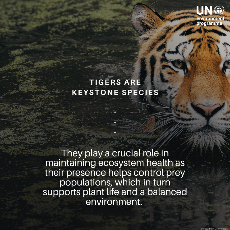 UNEP's tweet photo. Tigers are critical for sustaining diverse &amp; healthy forest ecosystems.  But #ClimateChange, habitat loss, poaching, and human-wildlife conflicts are causing a decline in their populations.

On #InternationalTigerDay, here is why we need to protect them.