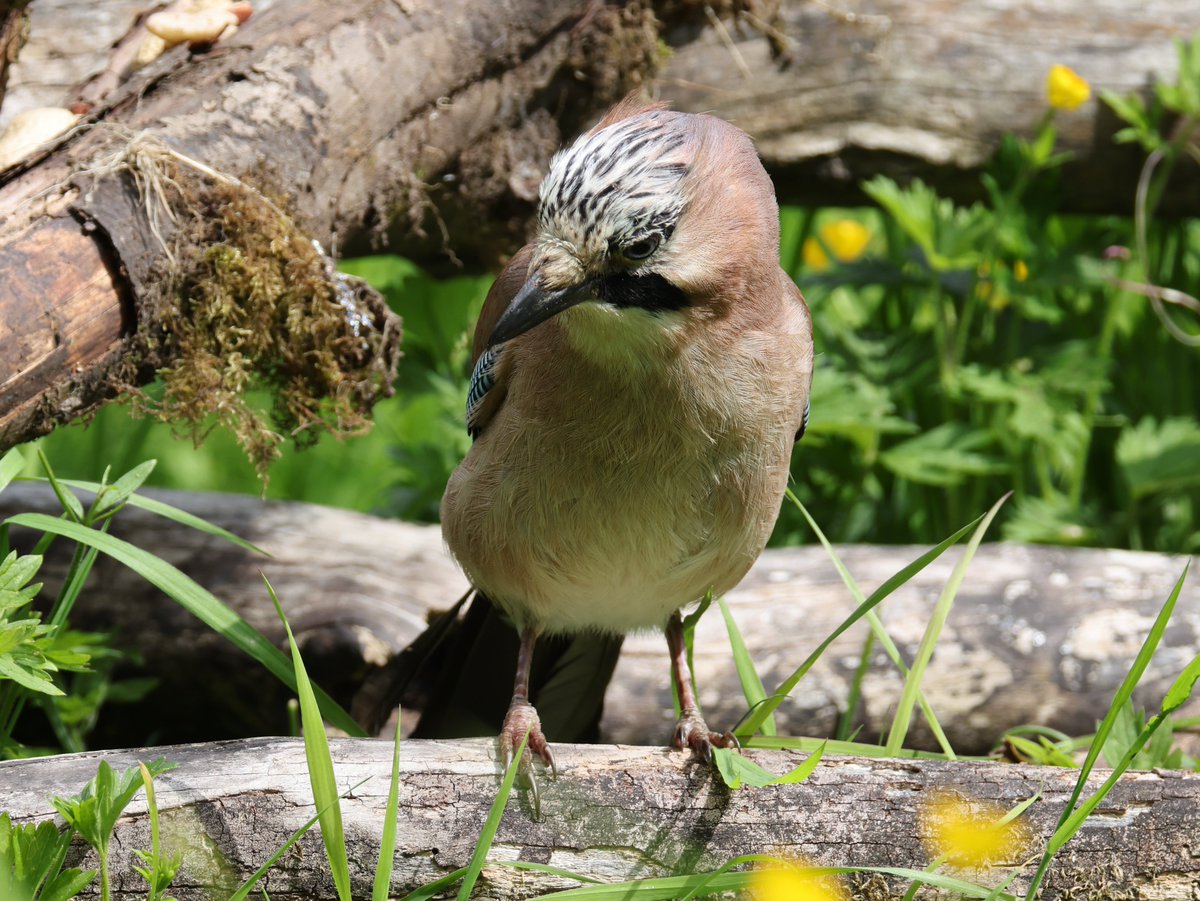 cranky1456's tweet image. Time to Share/QP your favourite #Corvid captures for #ThursJay, for me i love the colourful #Jay at Yarrow Valley Country Park.
#birds #photography #EastCoastKin #birdphotography #wildlife #naturephotography #ukbirding #wildlifephotography #BirdLife