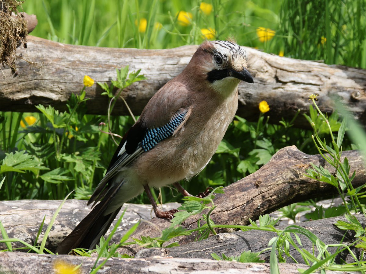 cranky1456's tweet image. Time to Share/QP your favourite #Corvid captures for #ThursJay, for me i love the colourful #Jay at Yarrow Valley Country Park.
#birds #photography #EastCoastKin #birdphotography #wildlife #naturephotography #ukbirding #wildlifephotography #BirdLife