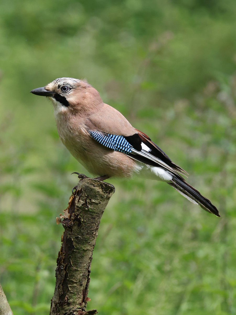 cranky1456's tweet image. Time to Share/QP your favourite #Corvid captures for #ThursJay, for me i love the colourful #Jay at Yarrow Valley Country Park.
#birds #photography #EastCoastKin #birdphotography #wildlife #naturephotography #ukbirding #wildlifephotography #BirdLife