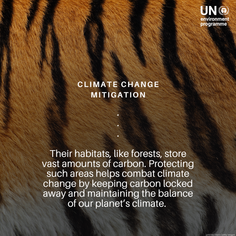 UNEP's tweet photo. Tigers are critical for sustaining diverse &amp; healthy forest ecosystems.  But #ClimateChange, habitat loss, poaching, and human-wildlife conflicts are causing a decline in their populations.

On #InternationalTigerDay, here is why we need to protect them.