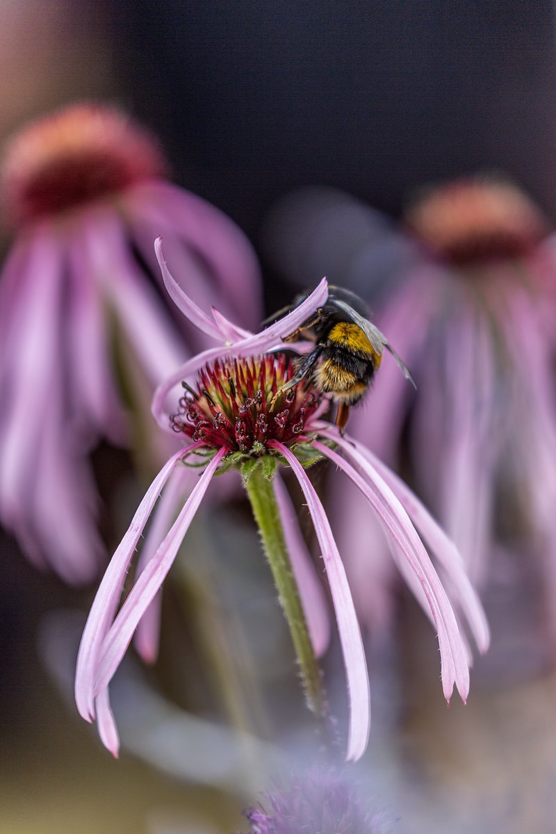 garden_aspire's tweet image. A bumblebee finds its rhythm on a pale purple coneflower (Echinacea pallida) drawn in by its rich central cone and nectar-rich heart.
A reminder that even the softest petals can be a hive of activity. 🌸🐝
#InsectThursday #FlowersOnX #ThePhotoHour