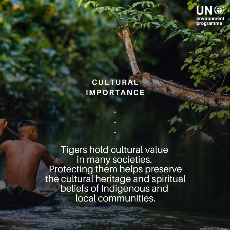 UNEP's tweet photo. Tigers are critical for sustaining diverse &amp; healthy forest ecosystems.  But #ClimateChange, habitat loss, poaching, and human-wildlife conflicts are causing a decline in their populations.

On #InternationalTigerDay, here is why we need to protect them.