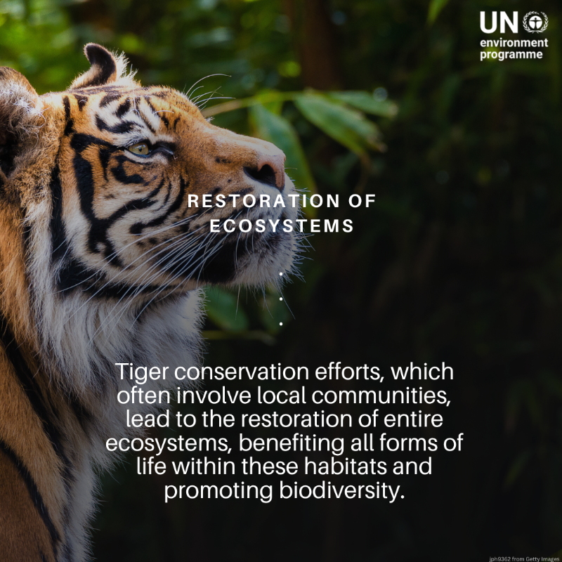 UNEP's tweet photo. Tigers are critical for sustaining diverse &amp; healthy forest ecosystems.  But #ClimateChange, habitat loss, poaching, and human-wildlife conflicts are causing a decline in their populations.

On #InternationalTigerDay, here is why we need to protect them.