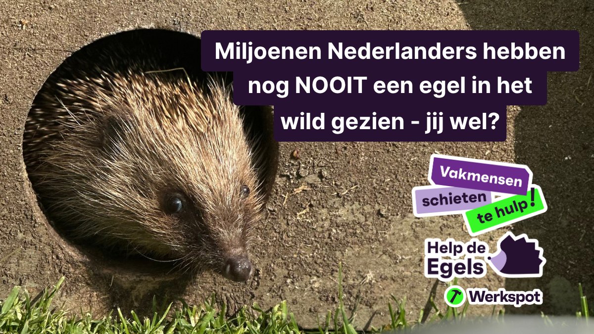 Werkspot's tweet image. Waar zijn al onze egels gebleven? 😢
Meer dan 1 op de 10 Nederlanders heeft er nog nooit eentje in het wild gezien.
🦔 Gelukkig wil 57% helpen!
🌱 Ontdek hoe jij je tuin egelvriendelijk maakt:
👉 werkspot.nl/blog/help-de-e…

#HelpTheHedgehogs #Werkspot
#HelpDeEgels #Werkspot