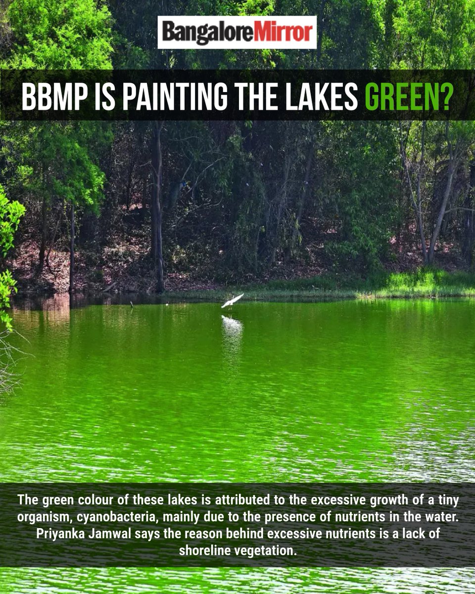 atree_org's tweet image. &quot;Shoreline vegetation creates a delicate balance in a lake ecosystem. If removed, cyanobacteria are exposed to a large amount of sunlight, which increases their capability to multiply exponentially. After the bloom, the bacteria also die at the end of the life cycle, forming a…