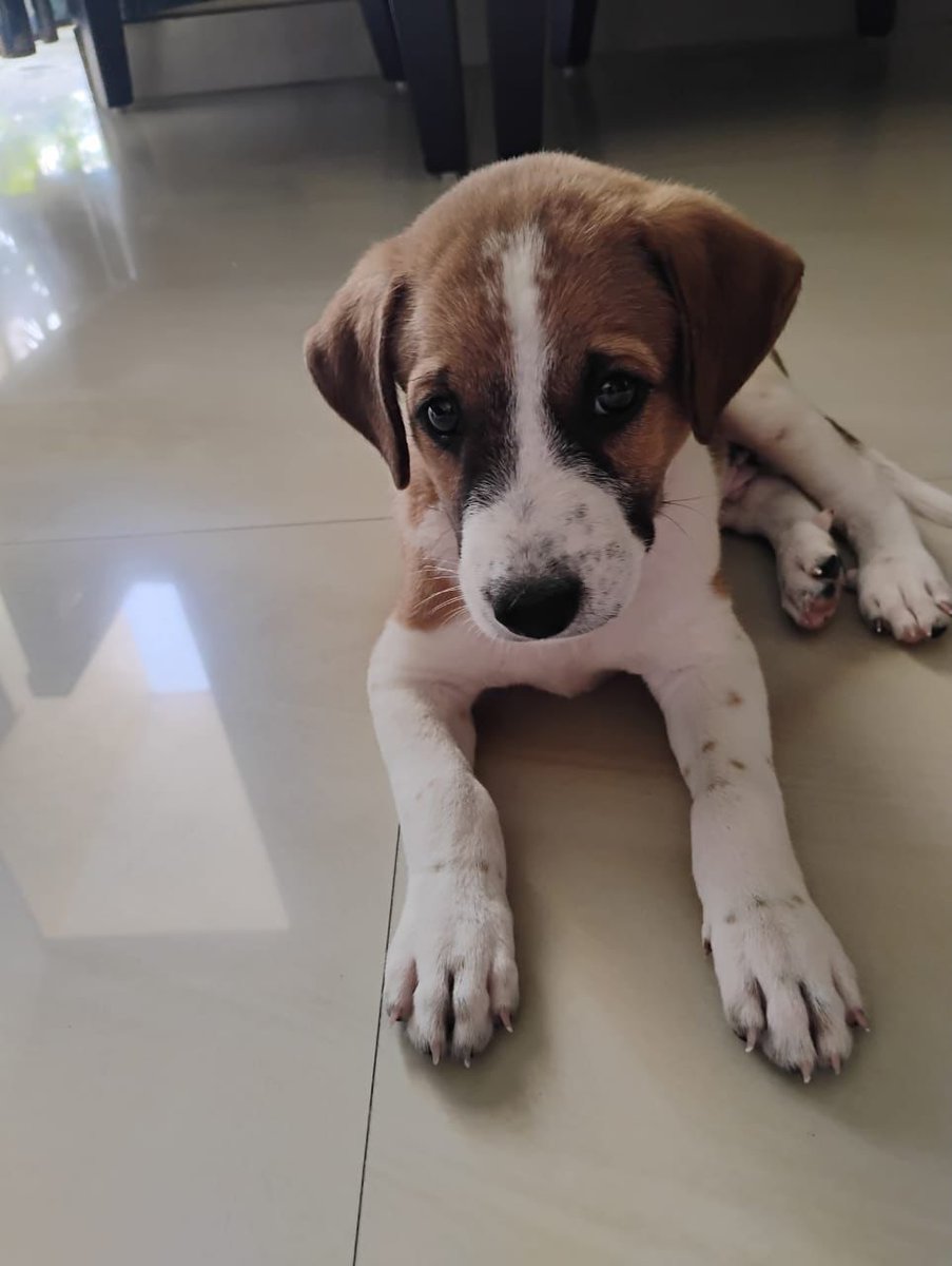 🚨 Urgent Dog Adoption Needed – Gurgaon 🚨

A friend’s maid had lovingly adopted this sweet dog, but unfortunately, their landlord is now forcing them to give the dog up. 💔 They’re heartbroken and running out of time — the dog will be abandoned soon if no one comes forward.

📍