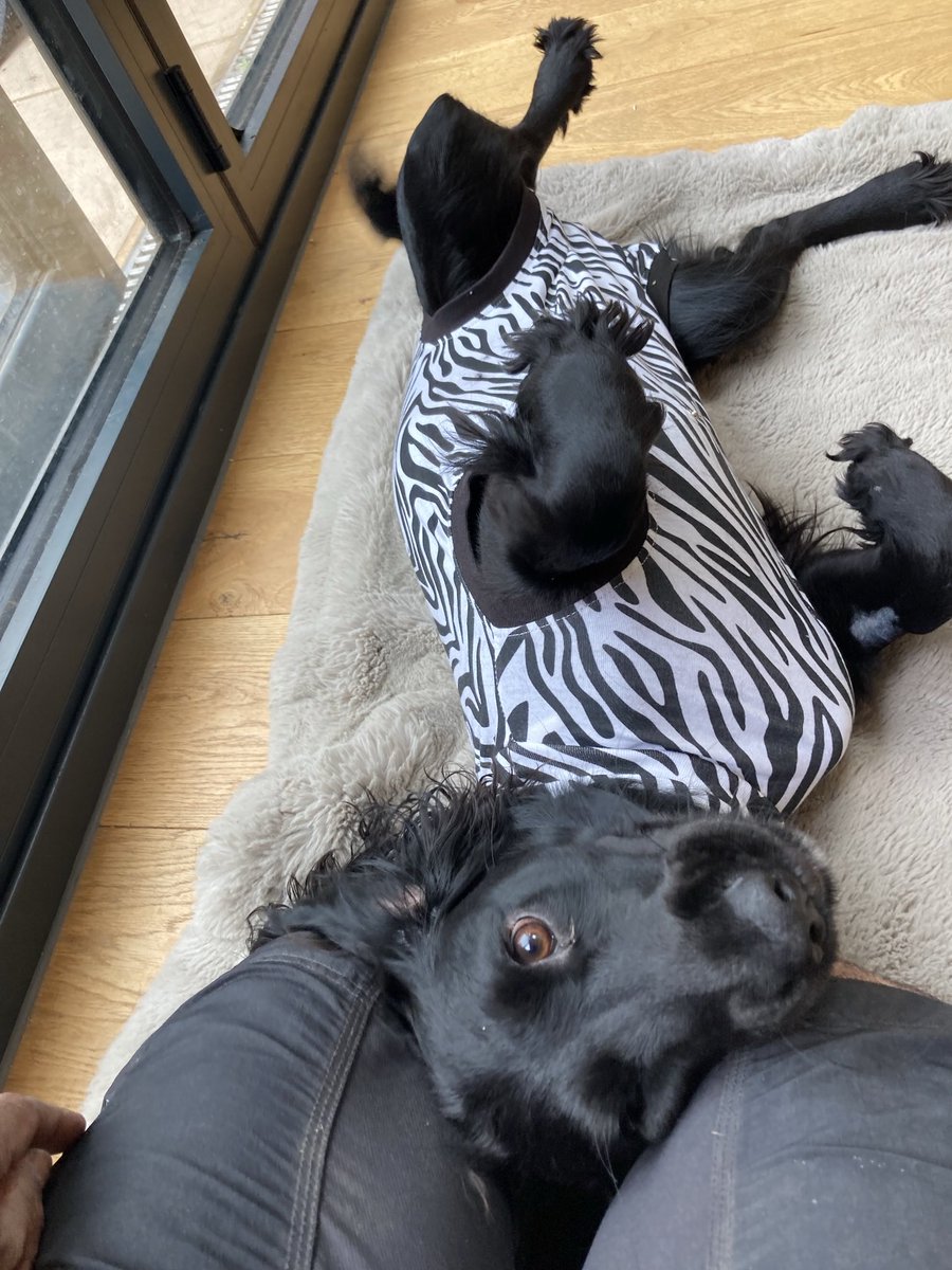 PiperSprocks's tweet image. Was three yeers ago PiperPal had DaOp and had inflatable collar but destroyed it so Dad made her emergencee vest and then dressed her as 🦓 was when she joined #dogsoftwitter cos she was bored and wanted to make noo frens! #throwbackthursday