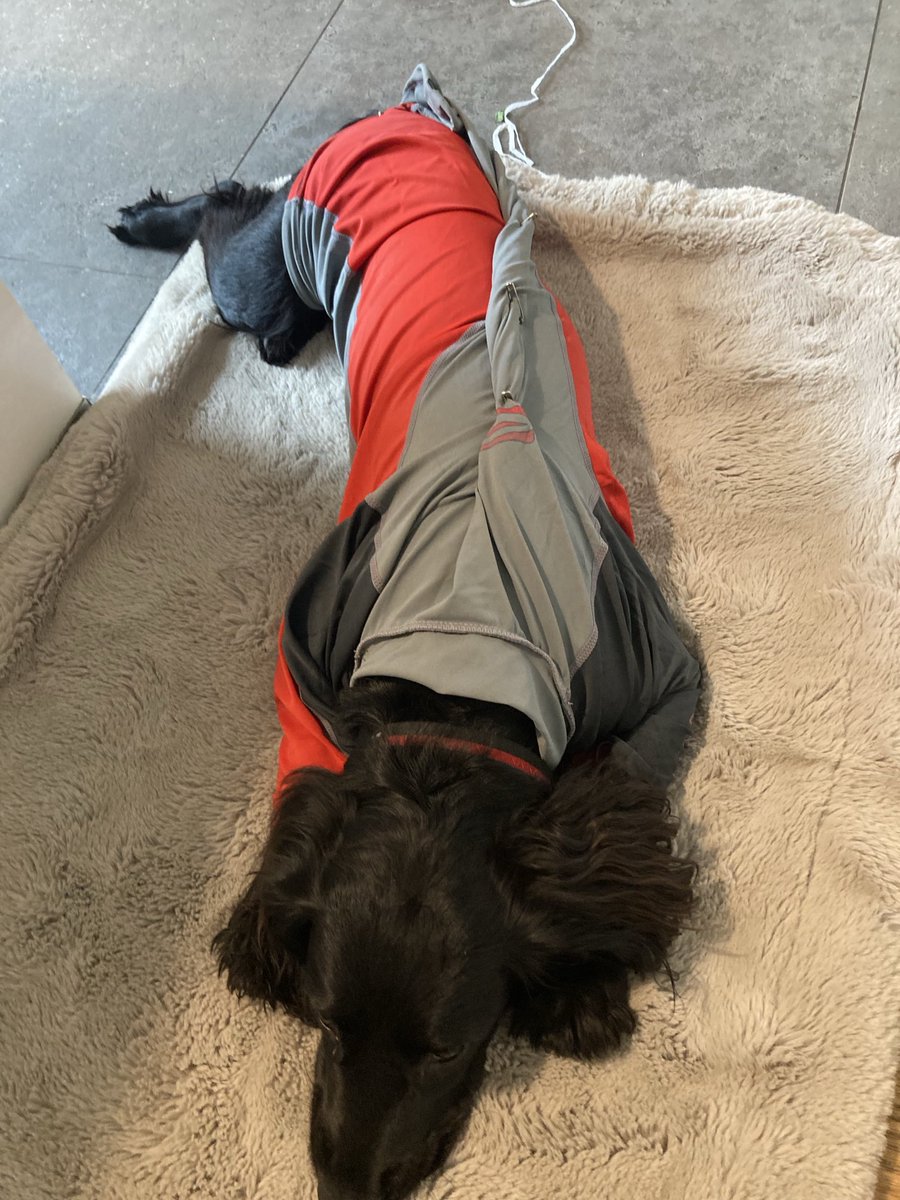 PiperSprocks's tweet image. Was three yeers ago PiperPal had DaOp and had inflatable collar but destroyed it so Dad made her emergencee vest and then dressed her as 🦓 was when she joined #dogsoftwitter cos she was bored and wanted to make noo frens! #throwbackthursday
