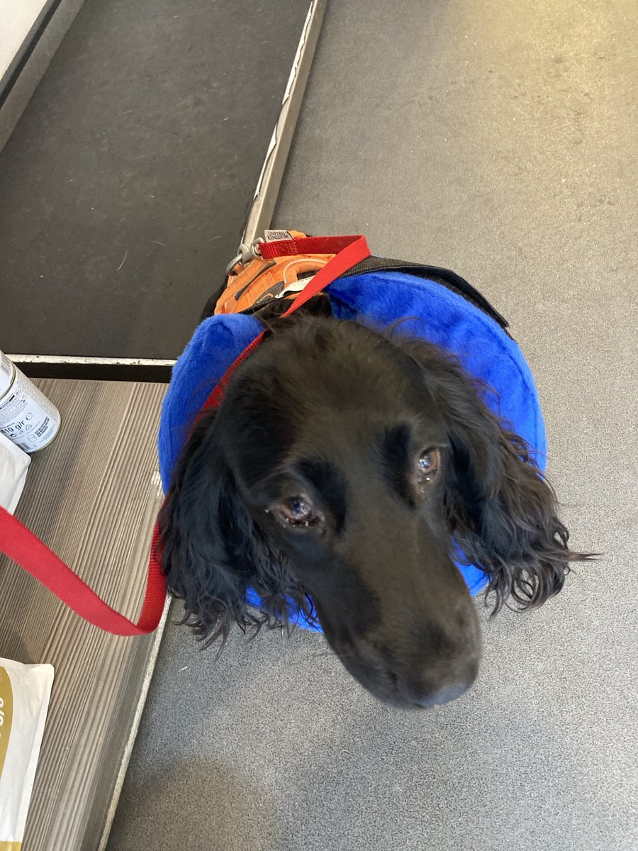 PiperSprocks's tweet image. Was three yeers ago PiperPal had DaOp and had inflatable collar but destroyed it so Dad made her emergencee vest and then dressed her as 🦓 was when she joined #dogsoftwitter cos she was bored and wanted to make noo frens! #throwbackthursday
