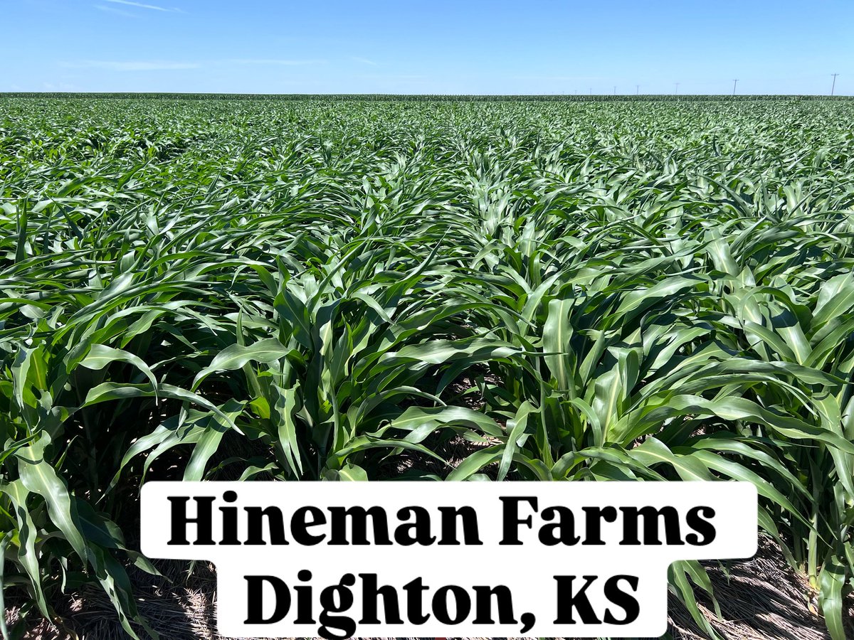 OnofreLab's tweet image. Our @KSsorghum plots are looking phenomenal at the @HinemanFarms Here is our field days schedule 📍Aug 27 Bavaria, KS 📍Aug 28 Russell, KS 📍Aug 29 Dighton More info and REGISTRATION ksgrainsorghum.org/sorghum-connec…