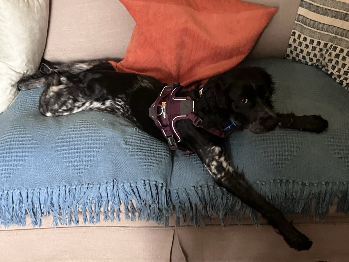 PiperSprocks's tweet image. Morning Amigos…. Is a sprawly splooty sort of morning