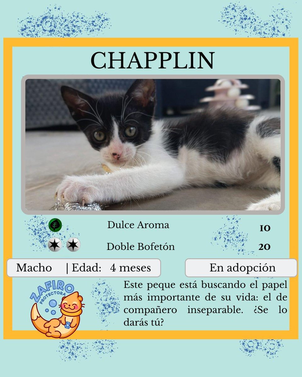 ZafiroProte's tweet image. 🩵 CHAPPLIN EN ADOPCIÓN 🩵
¡Preparados para enamorarse! Este pequeñín está buscando una familia que le dé todo el amor que merece 🥰
Sus ojitos brillantes y su forma de pedir mimos te robarán el corazón desde el primer momento.
🐾 Chapplin
🎂 4 meses
📍 Murcia
✈️ Puede viajar