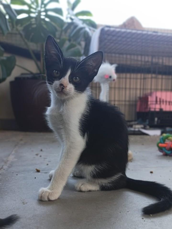 ZafiroProte's tweet image. 🩵 CHAPPLIN EN ADOPCIÓN 🩵
¡Preparados para enamorarse! Este pequeñín está buscando una familia que le dé todo el amor que merece 🥰
Sus ojitos brillantes y su forma de pedir mimos te robarán el corazón desde el primer momento.
🐾 Chapplin
🎂 4 meses
📍 Murcia
✈️ Puede viajar