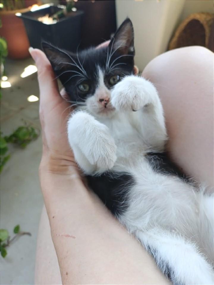 ZafiroProte's tweet image. 🩵 CHAPPLIN EN ADOPCIÓN 🩵
¡Preparados para enamorarse! Este pequeñín está buscando una familia que le dé todo el amor que merece 🥰
Sus ojitos brillantes y su forma de pedir mimos te robarán el corazón desde el primer momento.
🐾 Chapplin
🎂 4 meses
📍 Murcia
✈️ Puede viajar