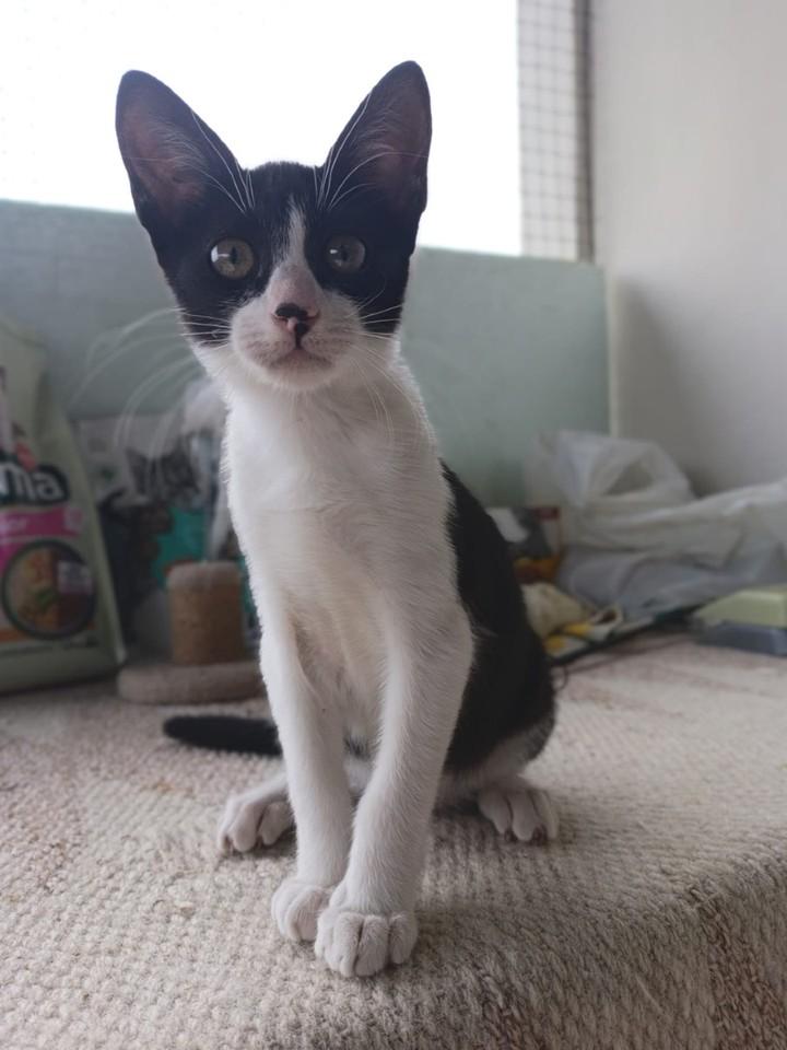 ZafiroProte's tweet image. 🩵 CHAPPLIN EN ADOPCIÓN 🩵
¡Preparados para enamorarse! Este pequeñín está buscando una familia que le dé todo el amor que merece 🥰
Sus ojitos brillantes y su forma de pedir mimos te robarán el corazón desde el primer momento.
🐾 Chapplin
🎂 4 meses
📍 Murcia
✈️ Puede viajar