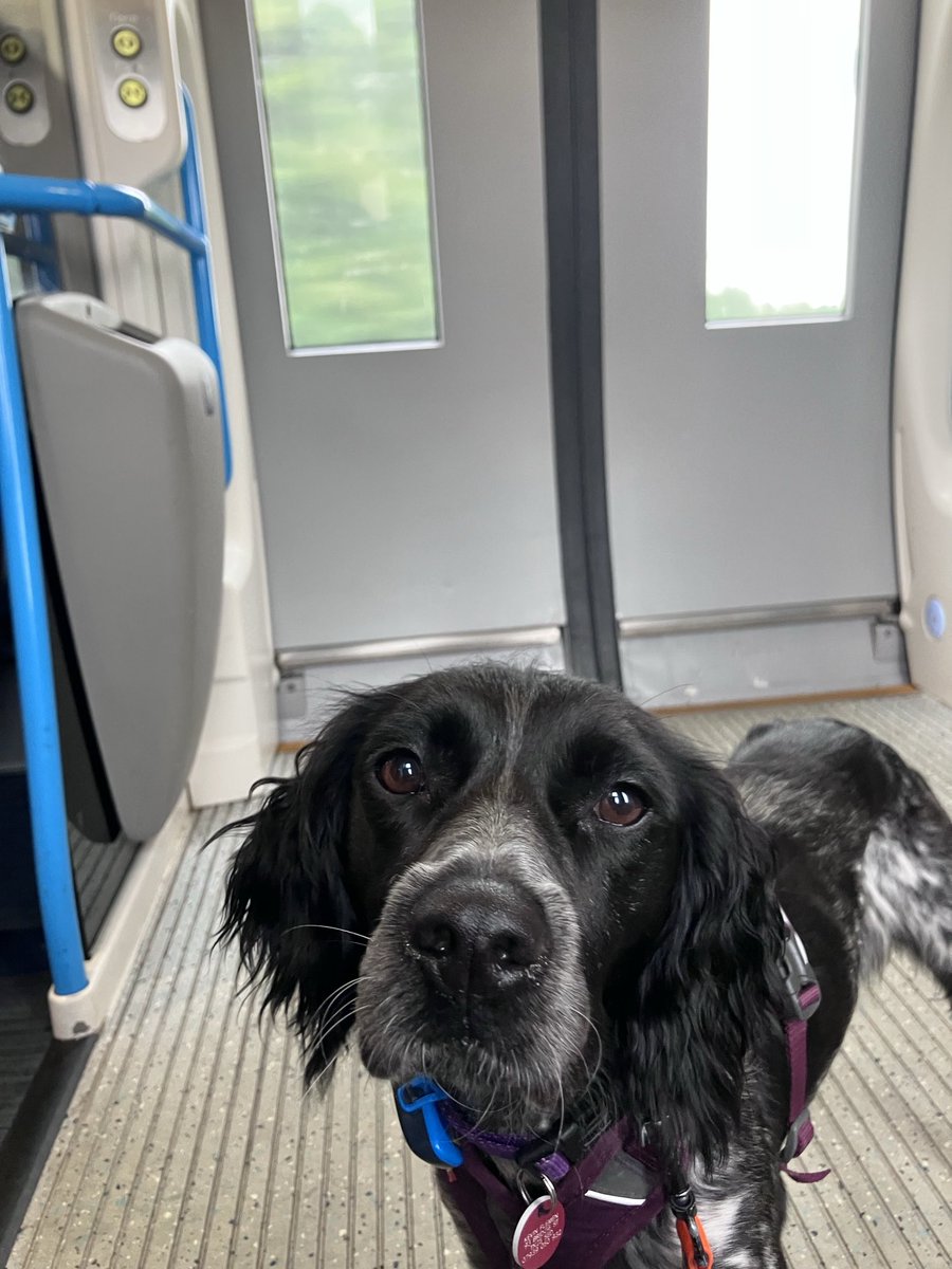 PiperSprocks's tweet image. We are on Train!! Ware too? Pie Lattes? Hav had sossij and at waiting room wiv Puppacino 😋