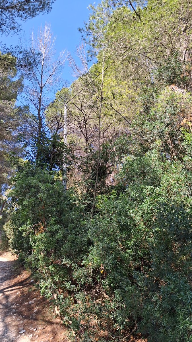 AMGVA's tweet image. Recordamos los ayuntamientos No son competentes en suelo forestal, es la Generalitat.
Nos llegan quejas d particulares d cartas "amenazantes" d los Aytos para q limpien parcelas (por ordenanzas agrícolas) y por interés d casa d vecinos.
Es un problema d mal urbanismo y vecindad.