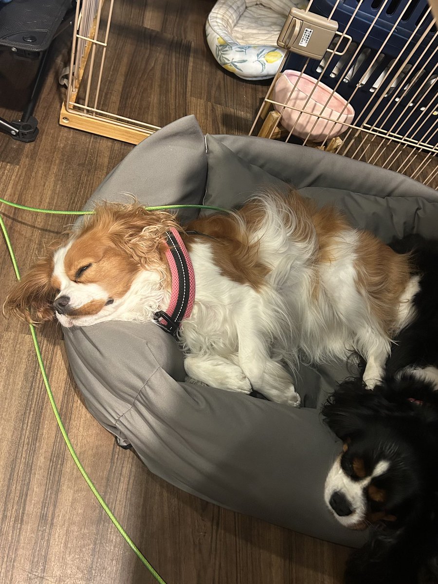 _20110321's tweet image. みんな良く寝てて癒された〜🦦
