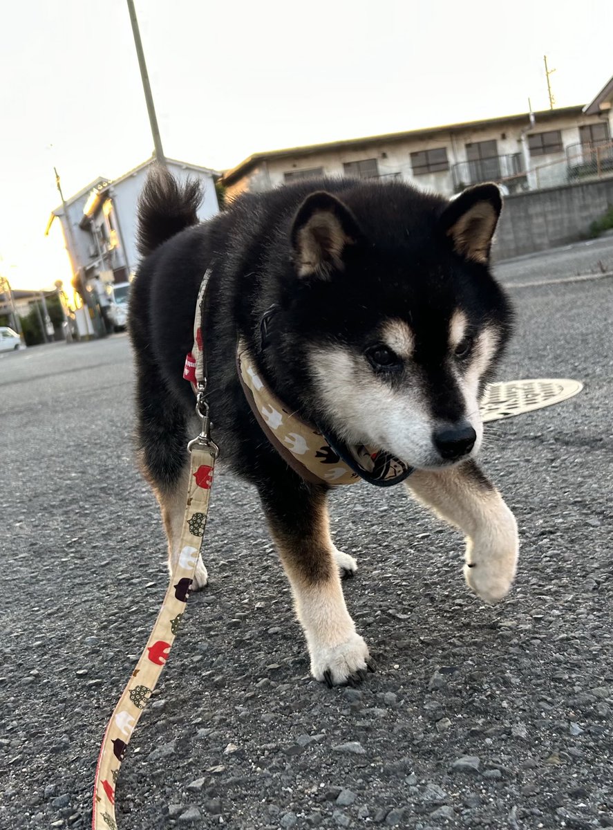 hazzie3sushi's tweet image. 今日もおしっぽを空に高くあげる🎶🎶🎶

#ラッキーカラー
#あいみょん