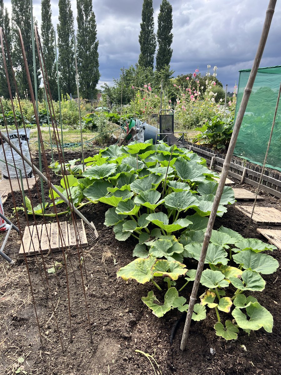 #giantpumpkin healthy plant healthy 🎃