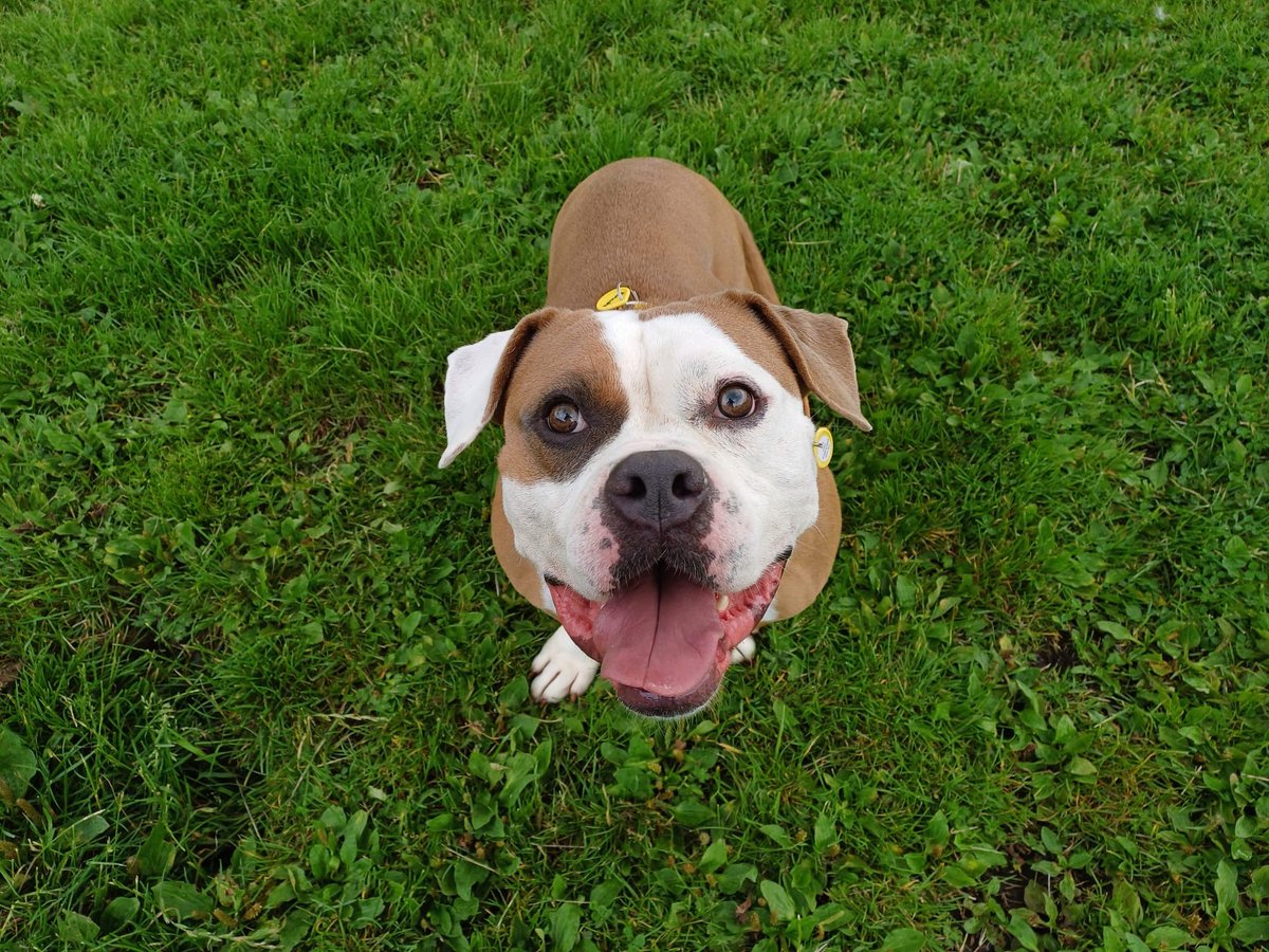 Meet the sweetest girl, Pancake🐶🥞

This little wiggly pup is as cute as a button who will make the best addition to your family💛

Apply to adopt Pancake today bitly.cx/GZCH