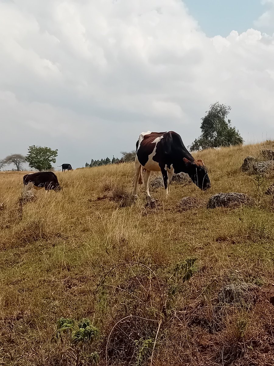 IsaacItungo's tweet image. The owner of cows on a thousand hills 🤲