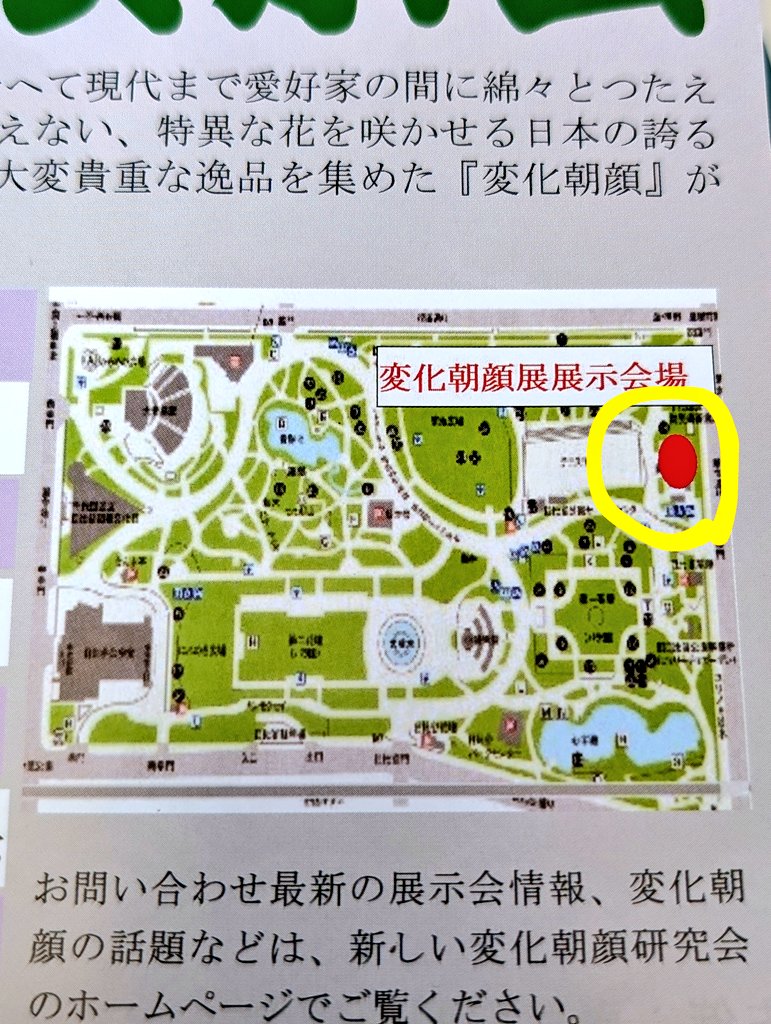 st_uriel's tweet image. [変化朝顔展示会&amp;amp;大輪朝顔 共催展示会]
日比谷公園にて7月28日より8月3日まで。
大輪朝顔の東京朝顔研究会さんとの共催展示です。
朝顔なので午前中の早い時間が見頃になります。
お近くにお越しの際は是非。
m(_ _)m
#変化朝顔
#大輪朝顔