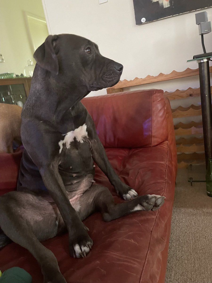 Anyone else have a dog that watches TV?