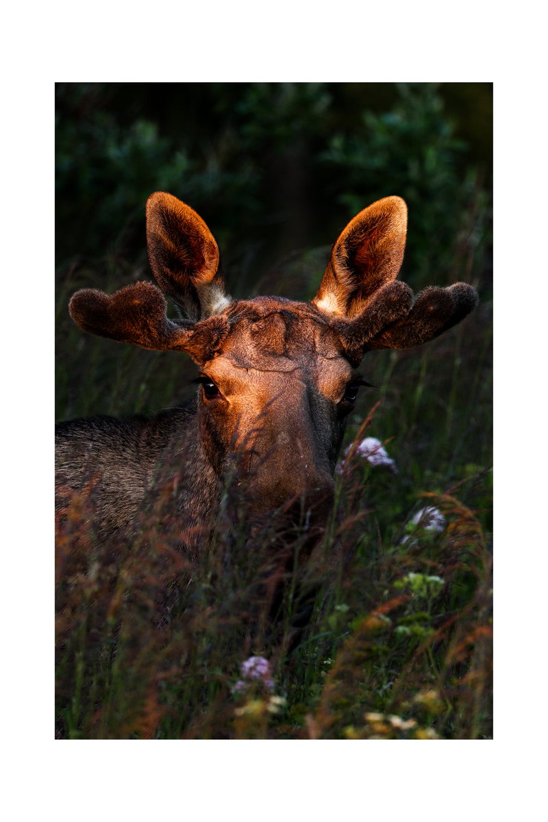 FlavioReber's tweet image. A photo of a young moose in the midnight sunlight.