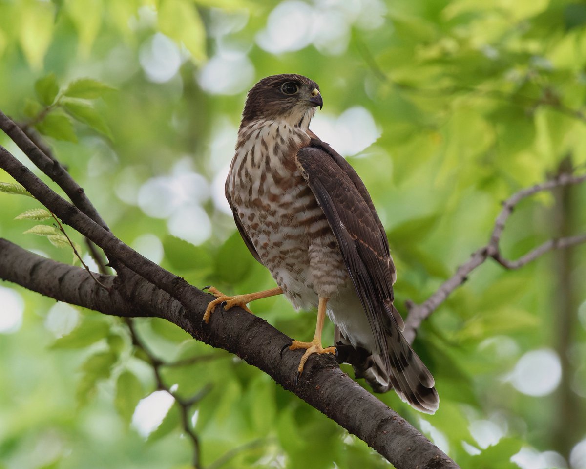 PKawaseml's tweet image. お疲れ様です⭐️
お昼休みにご近所公園でツミさん🐥💦
時折、兄弟で追いかけっこしたり、お隣のオナガさんにちょっかい出して叱られたり😖
まだまだお子ちゃまです😊
#とりかわいいね