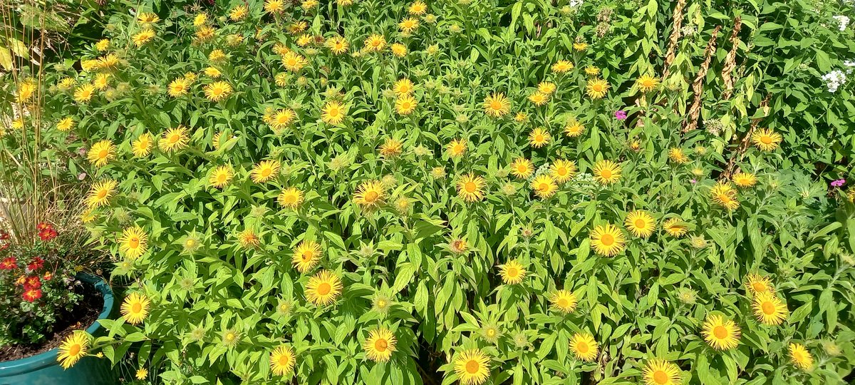 Inula hookeri, a plant I would not want to be without in the garden. Fabulous for inverts, especially butterflies and solitary bees. Epeolus, Pantaloon, Green-eyed FB &amp; Mason bees all in the mix this morning. Not so popular with Honey-bee.