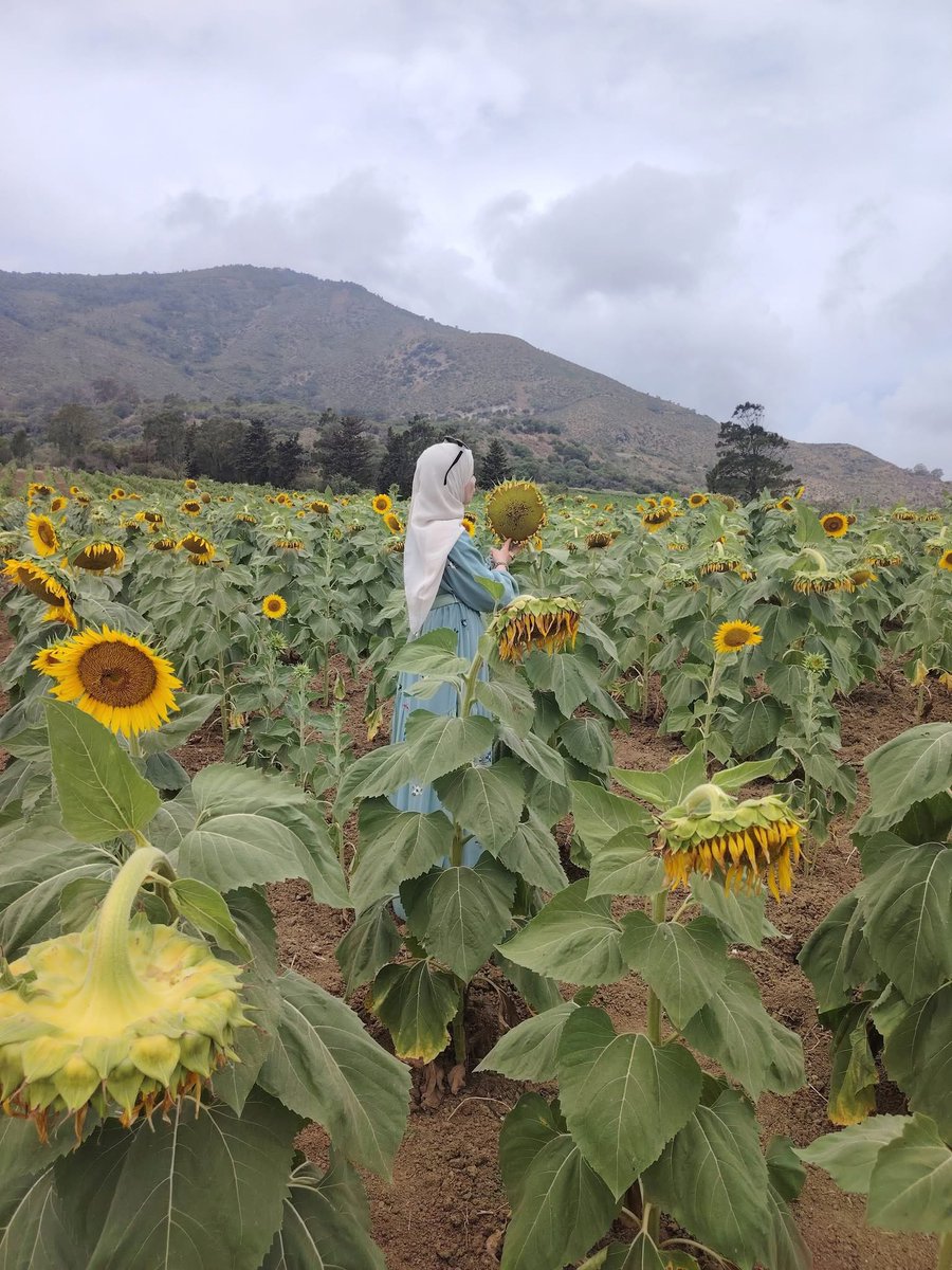AGRICULTURE |

The agricultural project is progressing across the country. Here is a large sunflower 🌻 field in the Wilaya of Boumerdès.

Stunning images !