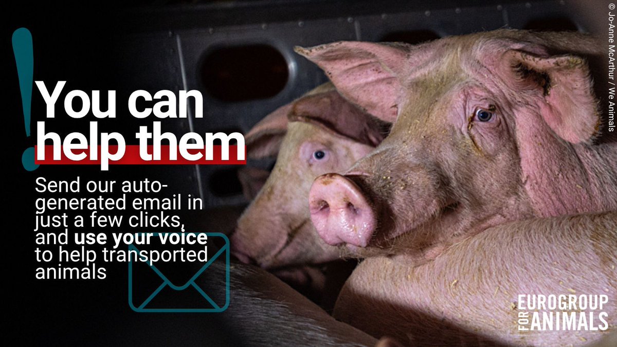 Act4AnimalsEU's tweet image. THE ANIMALS NEED OUR HELP 📢
As the EU has been revising its #LiveTransport laws, it has become clear several MEPs do not have the animals' best interests at heart. 👎
Step in! In just a few clicks, email your national MEPs and tell them to prioritise #AnimalWelfare in this…