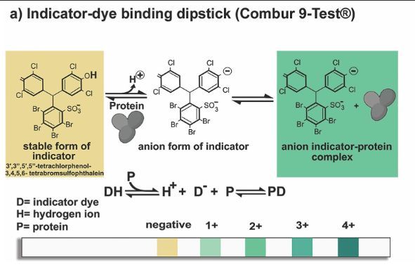 AJKDonline's tweet image. NEW on the #AJKDBlog: 

@Maximal_Change interviews @NephRodby and @TWhittier_RUSH about a recent AJKD Review focusing on measurements of proteinuria.

bit.ly/4oax9Zh (FREE)