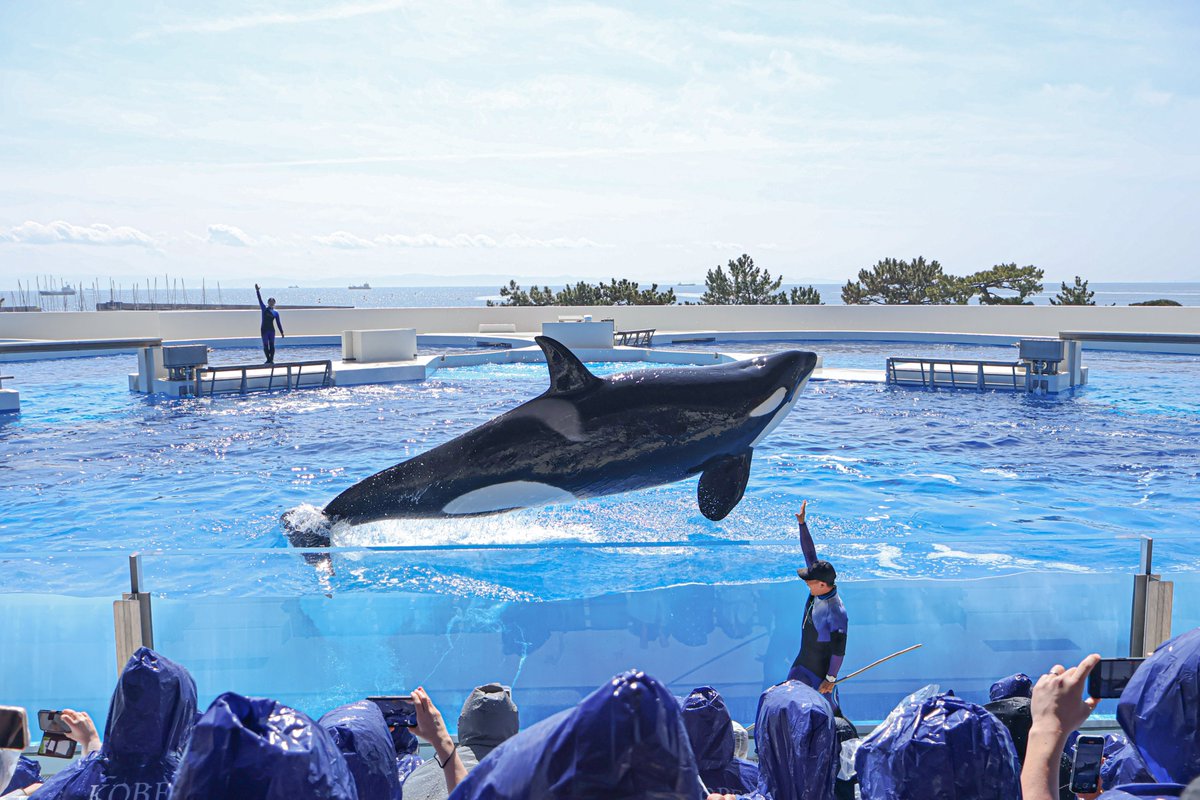 orca_hinata's tweet image. シャチの「デカさ」を水族館で体感してほしい。