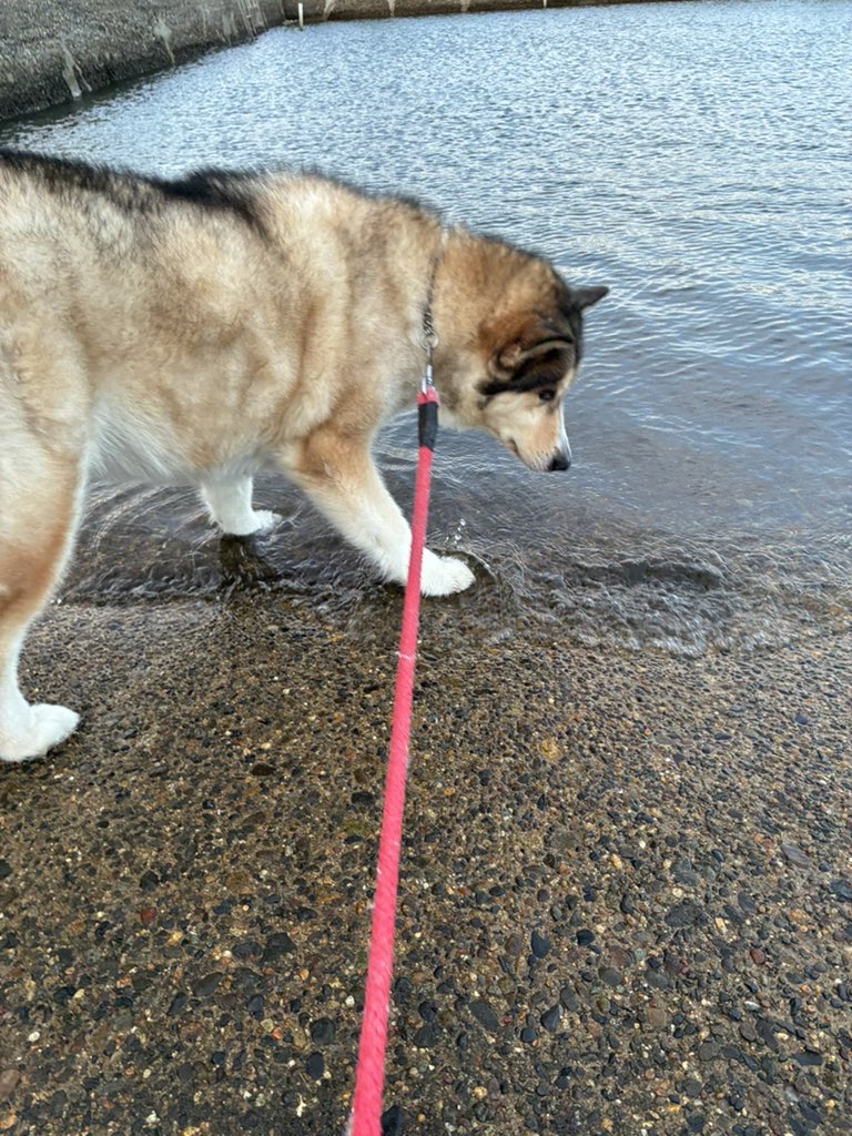 991GT2RS_GRS's tweet image. 水遊びしたいみたい🐶
#今日のわんこ