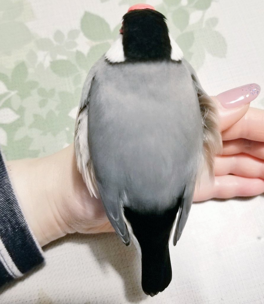 文鳥スキー　様 ジャンボ文鳥 - Search / X