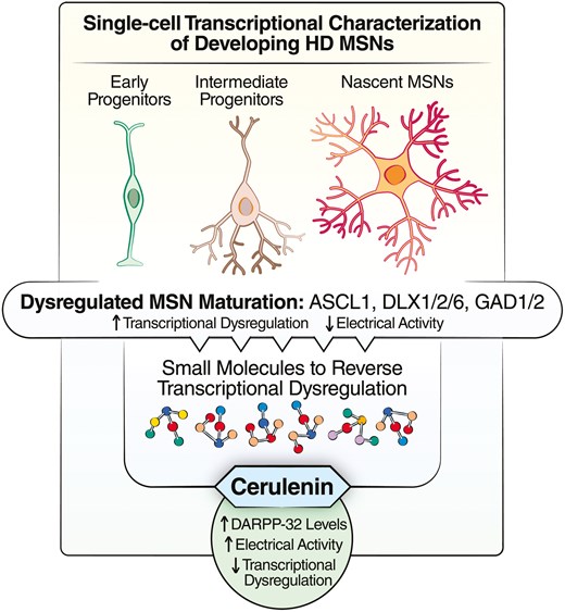 This study makes a contribution to the understanding of the pathophysiology of Huntington's disease. The results reveal the disruptive impact of mHTT  on the development of medium spiny neurons that likely contributes to neurodegeneration.
doi.org/10.1093/stmcls…