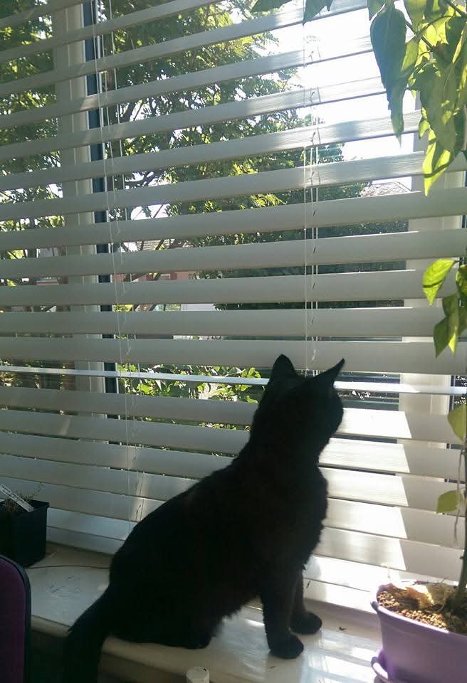 BagginsSuperCat's tweet image. #ThrowbackThursdays to when i discovered blinds and spying!!