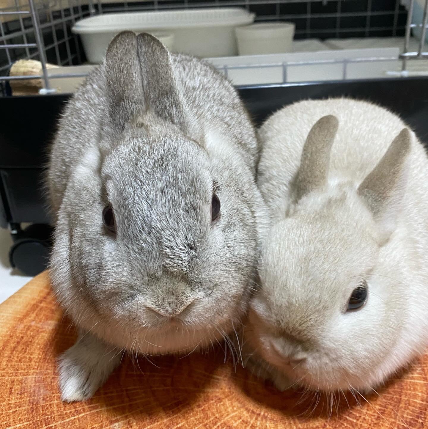▽Ba左1045 木製 こけし ペコちゃん うさぎ ぶた 4点まとめ うさぎケージ 大型 小動物ケージ ペットケージ 小屋 キャスター