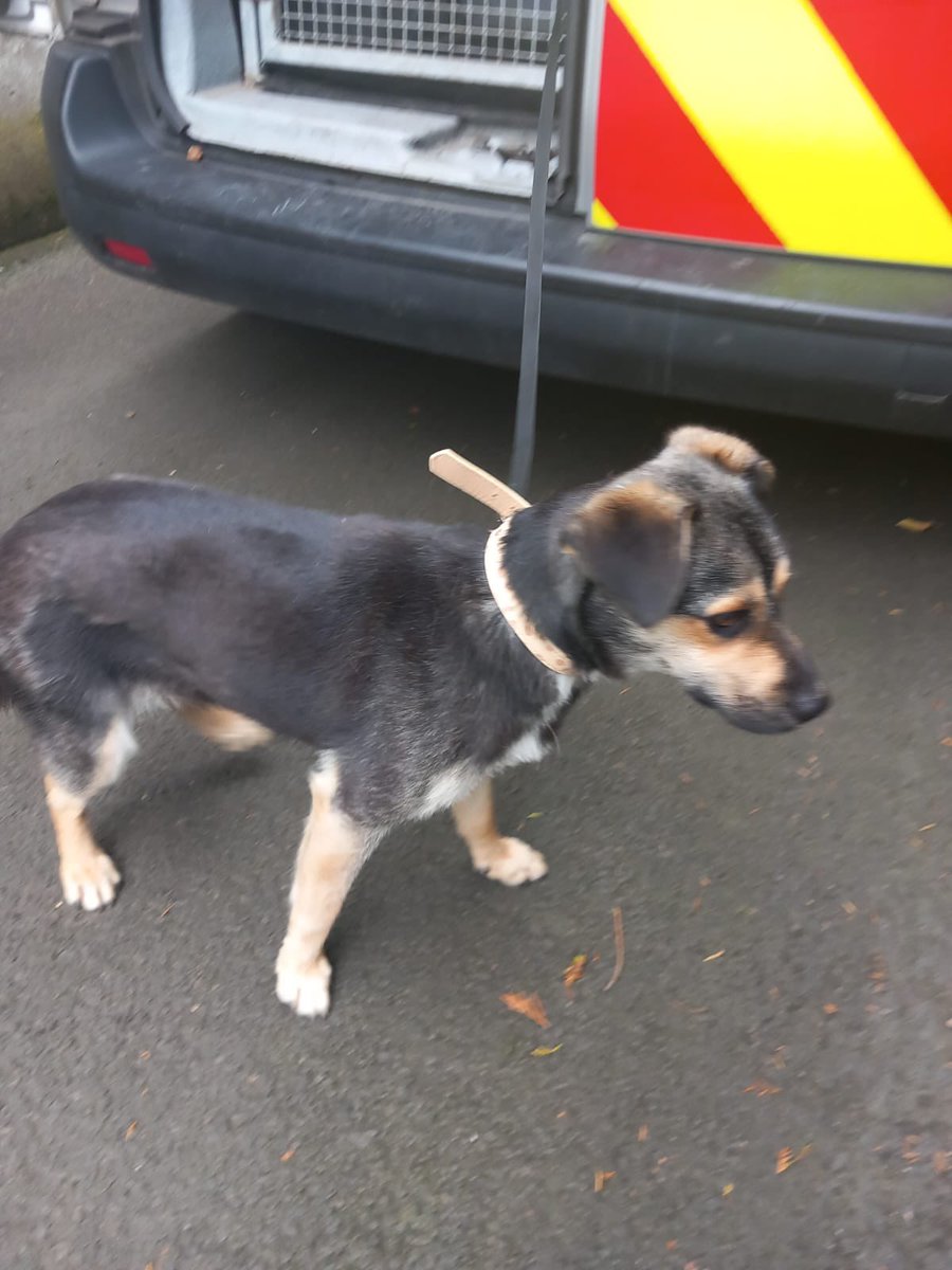 dcsdcouncil's tweet image. Female cross breed found today 24.07, Foyle Road area of Derry. 2025 🐶🦮🐾🦴
Owner can claim by contacting the Dog control service on 028 71 253 253 or on OOH - 📞07734 128096.
Proof of ownership is required.
For more info on the Dog Shelter visit: bit.ly/3vuSmGp