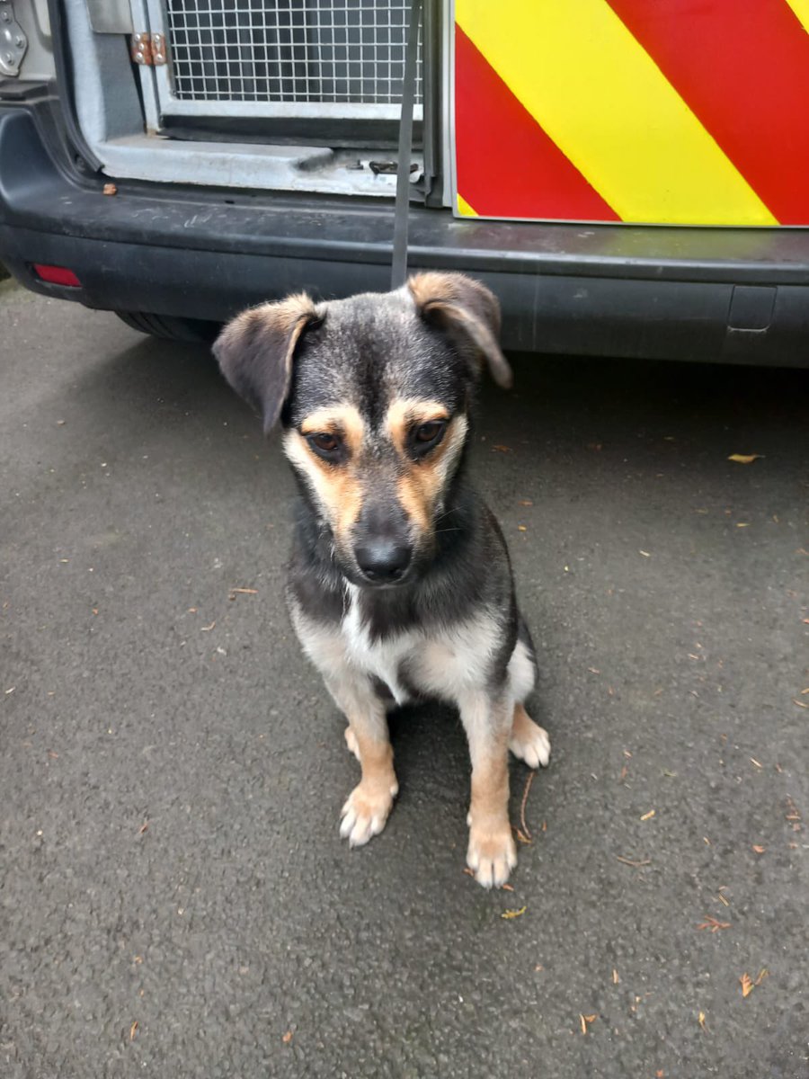 dcsdcouncil's tweet image. Female cross breed found today 24.07, Foyle Road area of Derry. 2025 🐶🦮🐾🦴
Owner can claim by contacting the Dog control service on 028 71 253 253 or on OOH - 📞07734 128096.
Proof of ownership is required.
For more info on the Dog Shelter visit: bit.ly/3vuSmGp