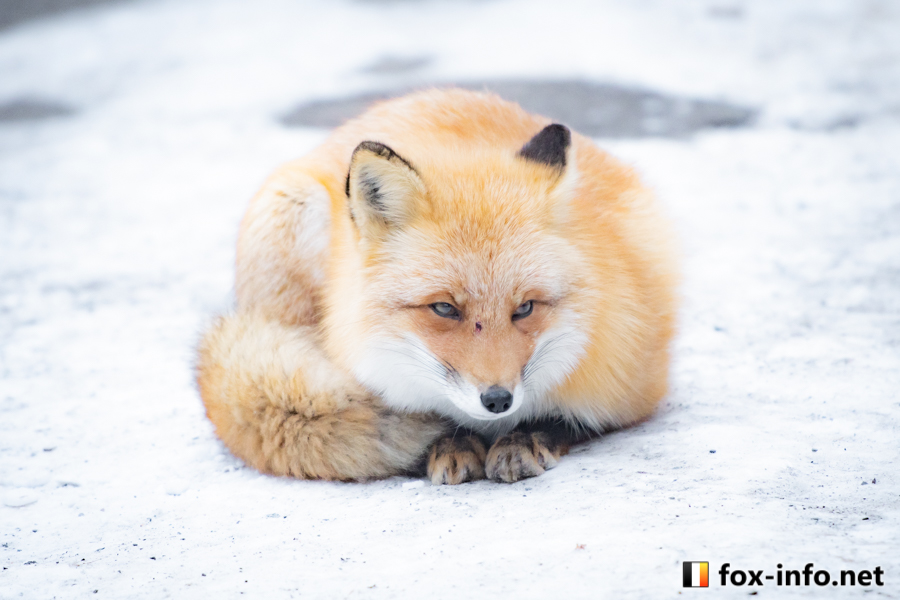 fox_info_net's tweet image. まるまり
 #北きつね牧場 fox-info.net/fox-photo/arch…