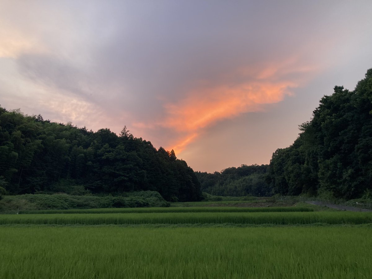 mikittyocarina's tweet image. お帰りなさいませー。ご主人さまー😊
えっ。玉ねぎ🧅料理に飽きた?🤣
気の所為よ🤣これで血液サラサラよ🤣
今夜は、大好きなアボカド🥑納豆丼です🥰
今日も、夕焼けが綺麗ですね🤩