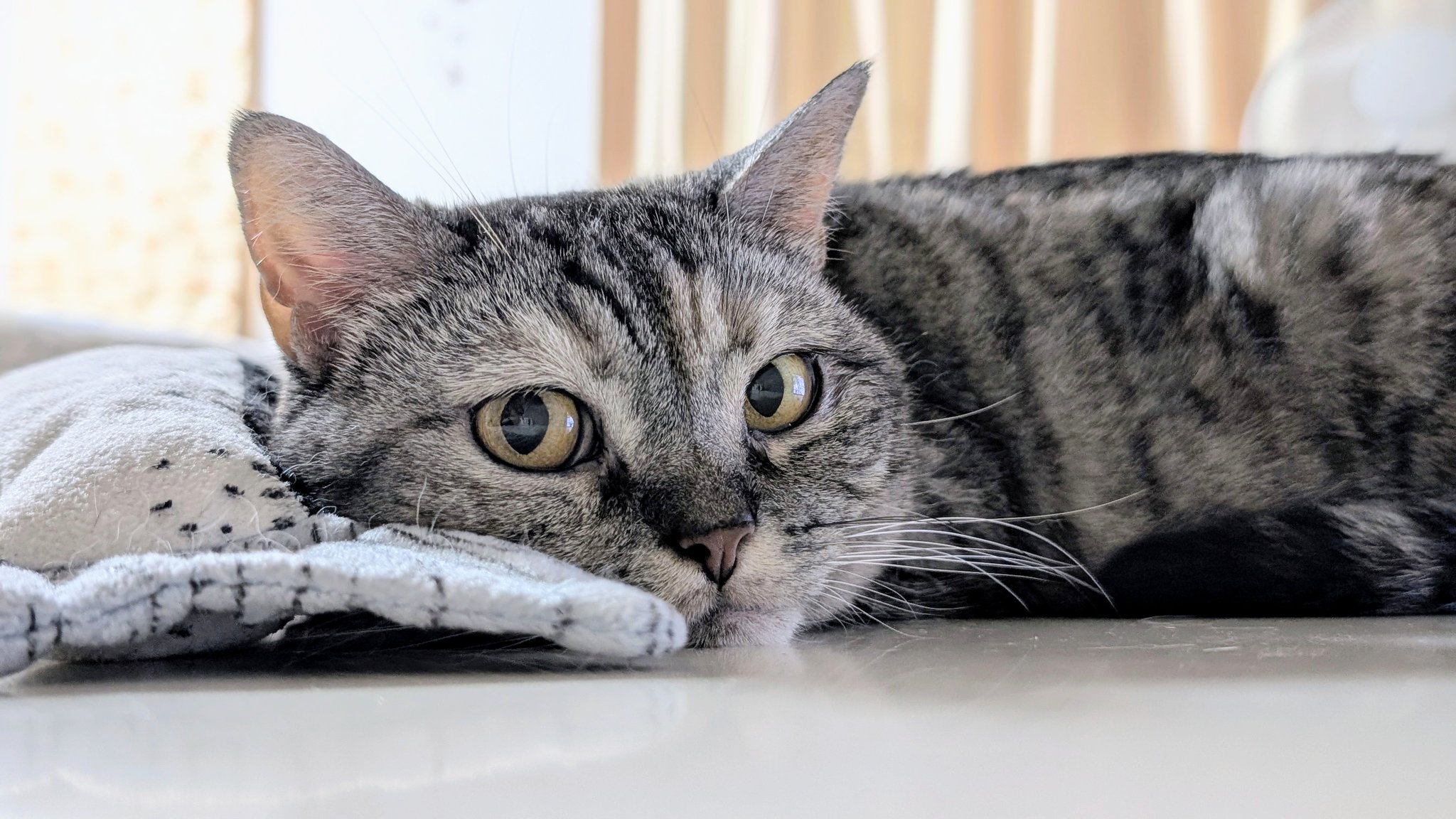 ふらんすねこ　0507 モフサンド 刺繍ワッペンシール ねこ＆ウサギ UTN157 - 動物雑貨