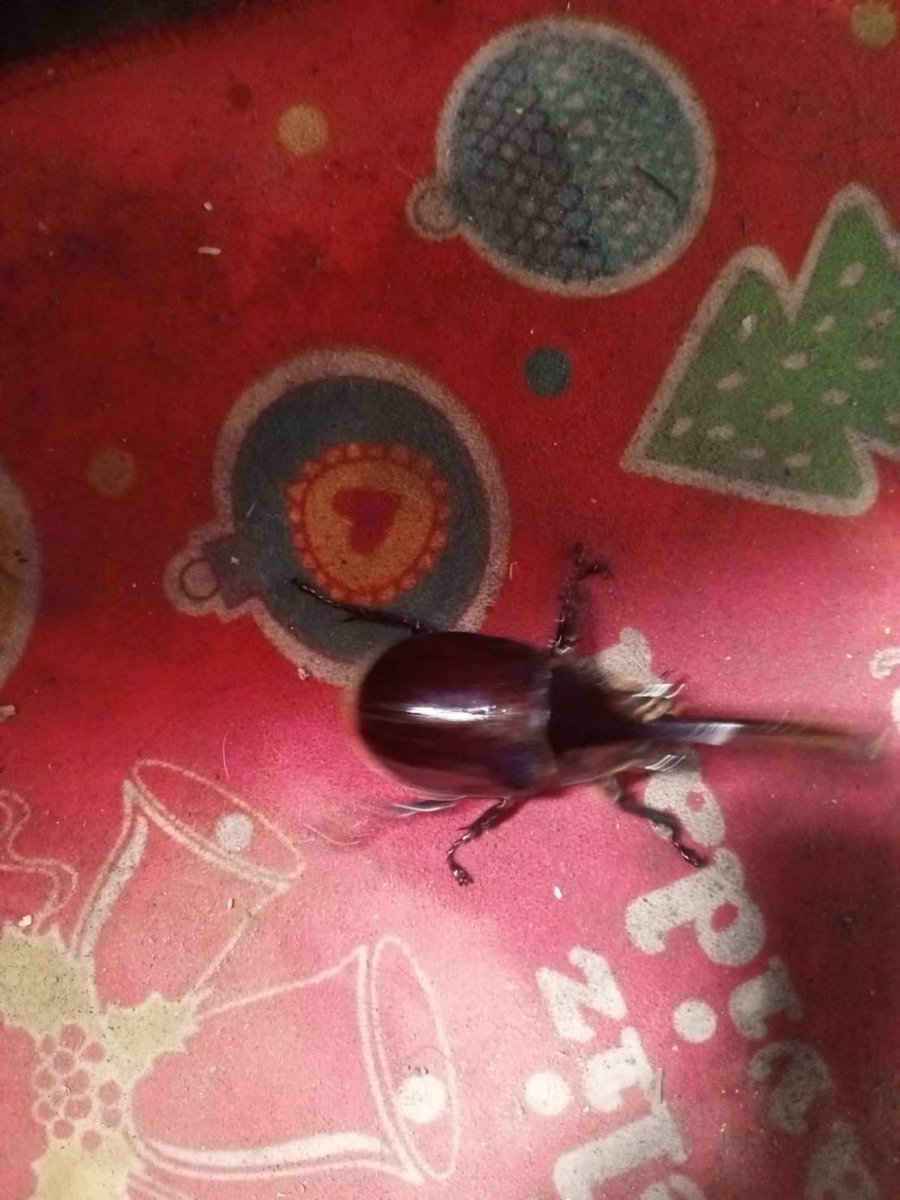 lbjkhomac's tweet image. コロンビアでなにか採れたらしいけどネプ？ クオリティ高すぎてわからん笑